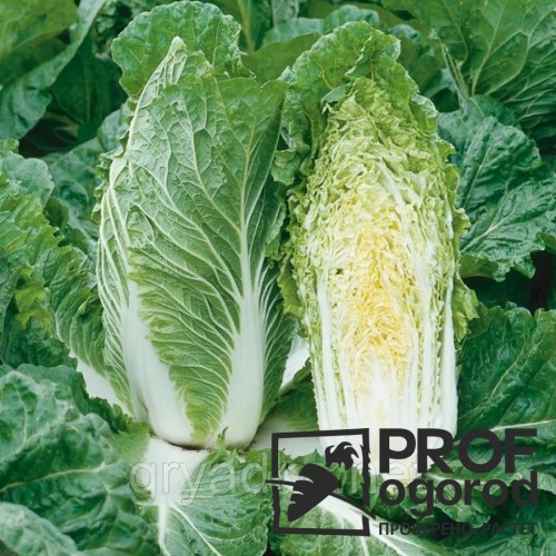 Ориент Стар F1