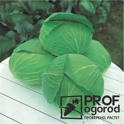 Аутом квин F1