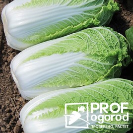 Ориент Супрайз F1