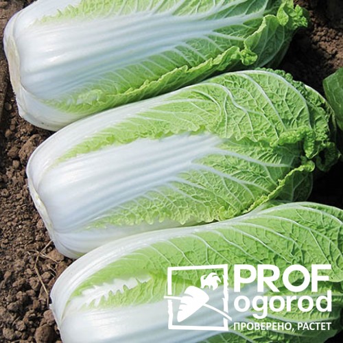 Ориент Супрайз F1