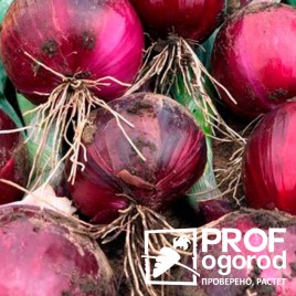 Рубиллион F1