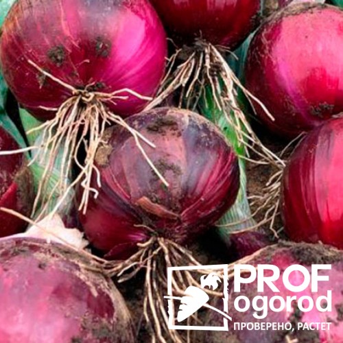 Рубиллион F1